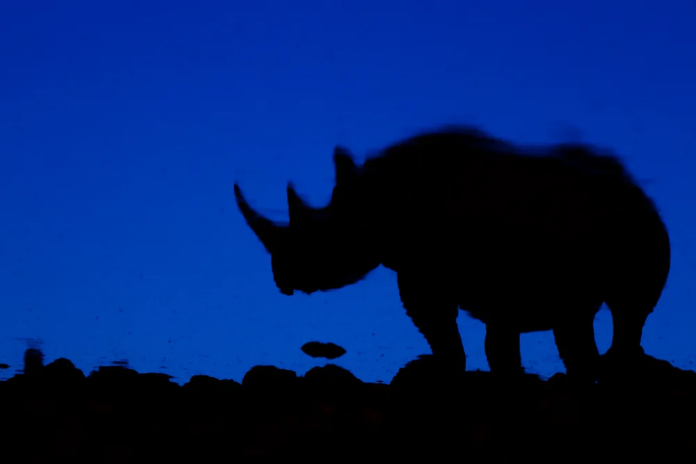Rhino reflections