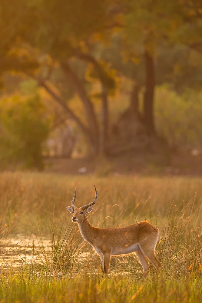 Lechwe at sunrise