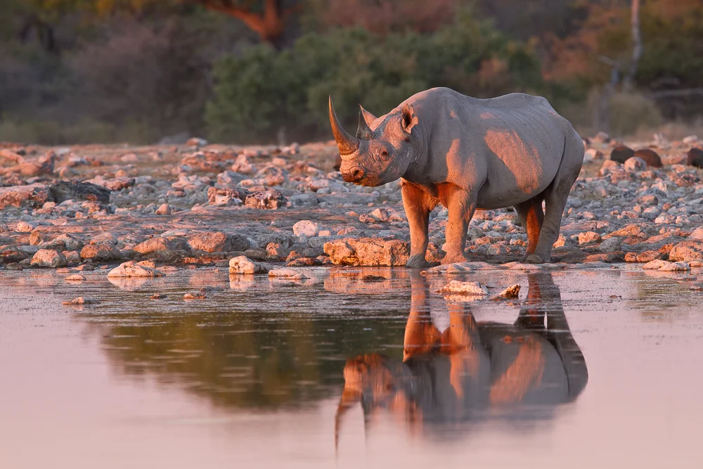Sunset Rhino