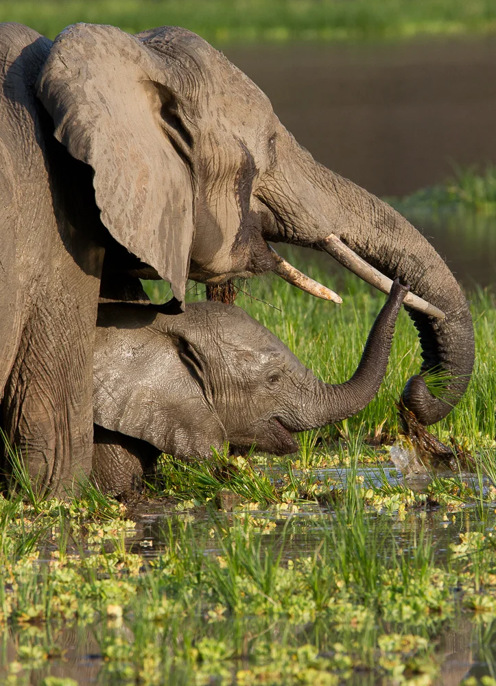 Elephant Mother and Calf