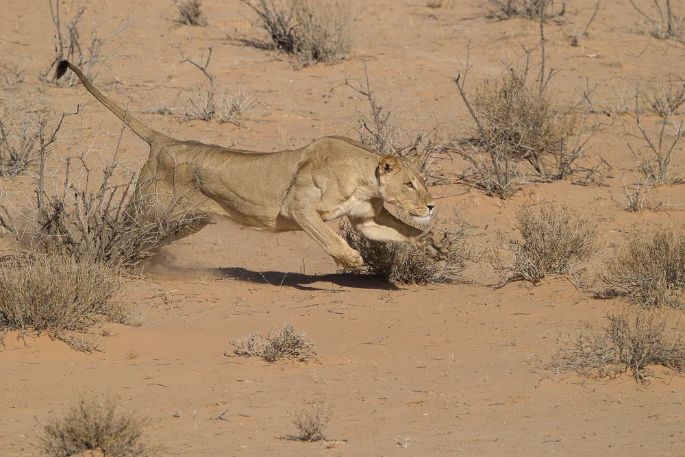 Lioness at full tilt