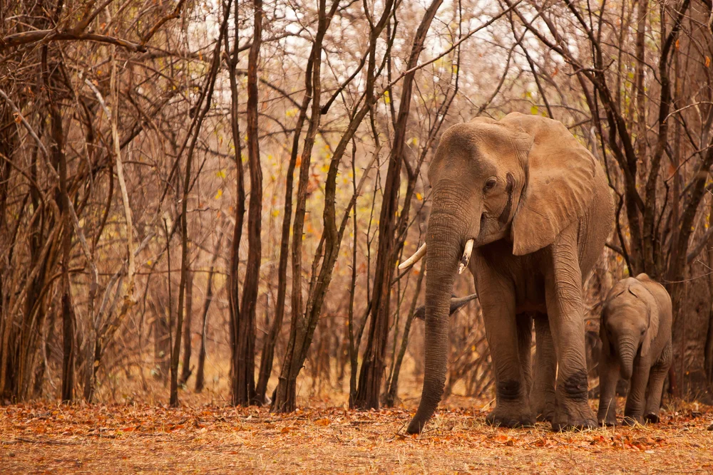 Elephants in red