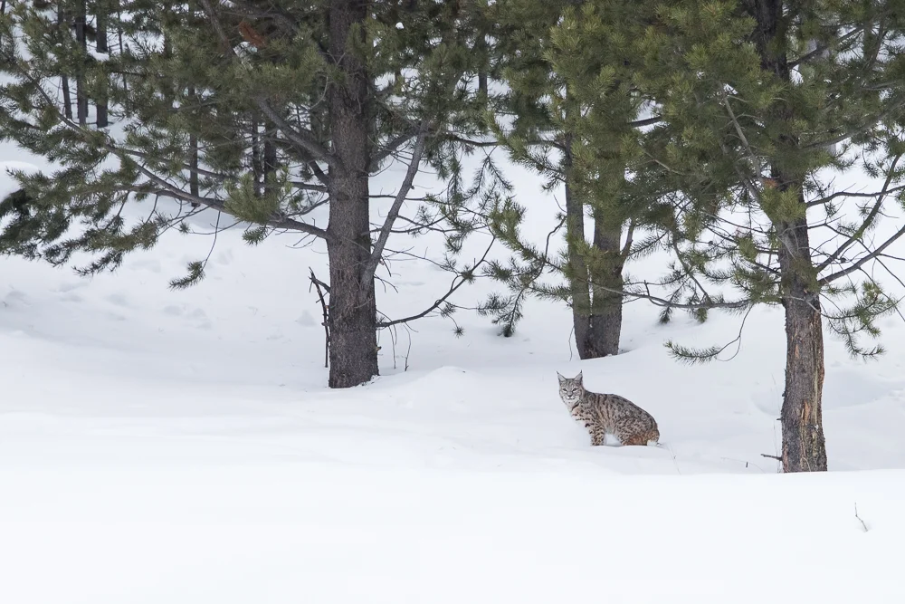 Bobcat in the forest