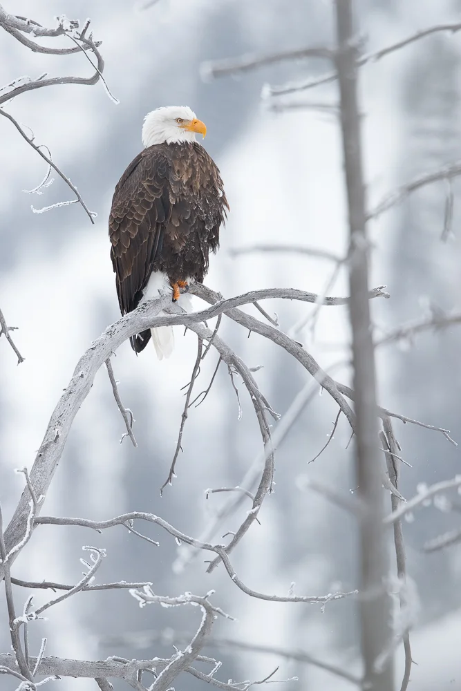 Bald eagle in the hoarfrost