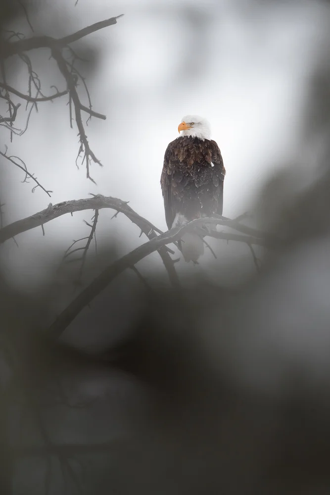 Wintery eagle