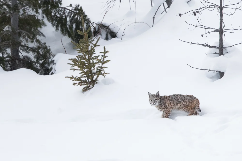 Bobcat in deep snow