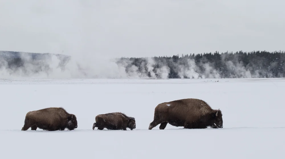 Bison in the basin