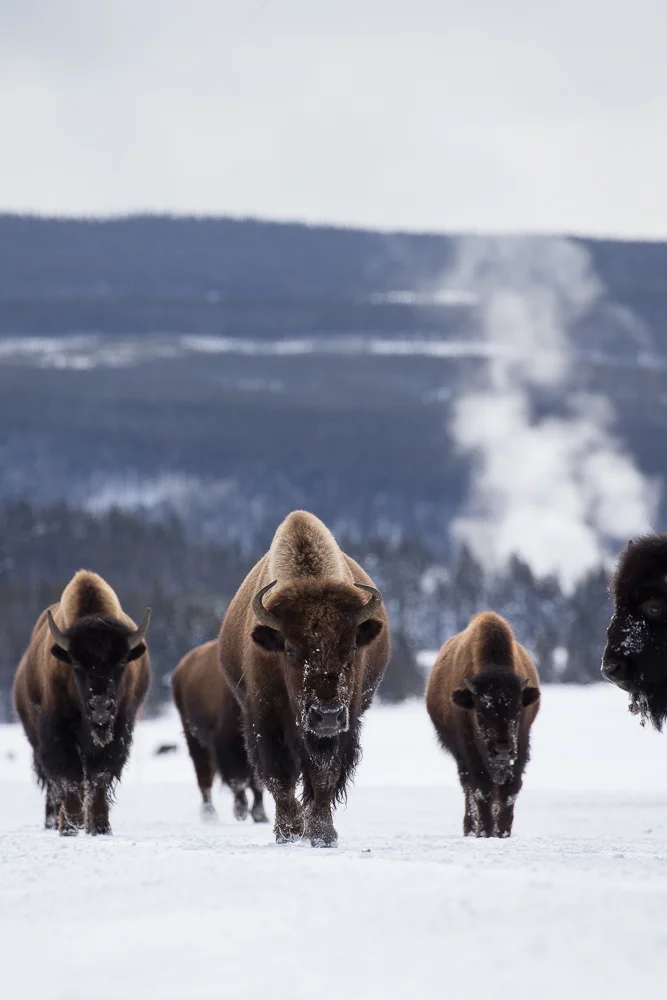 Lower Geyser basin gang