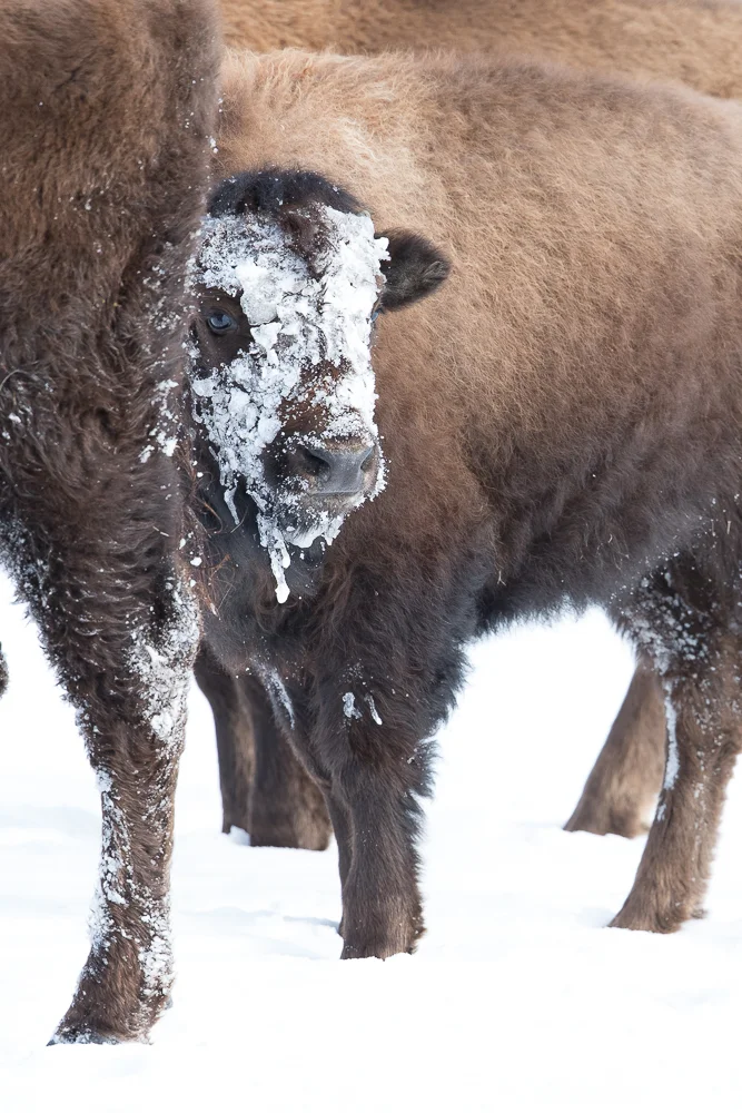 Frosted bison calf