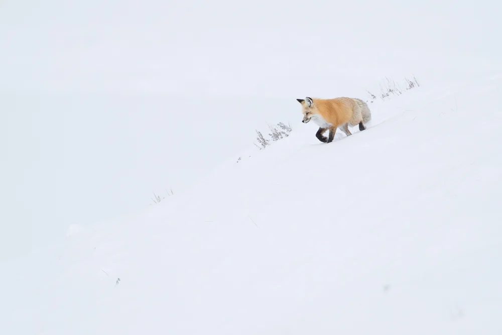 Red fox on snowy slope