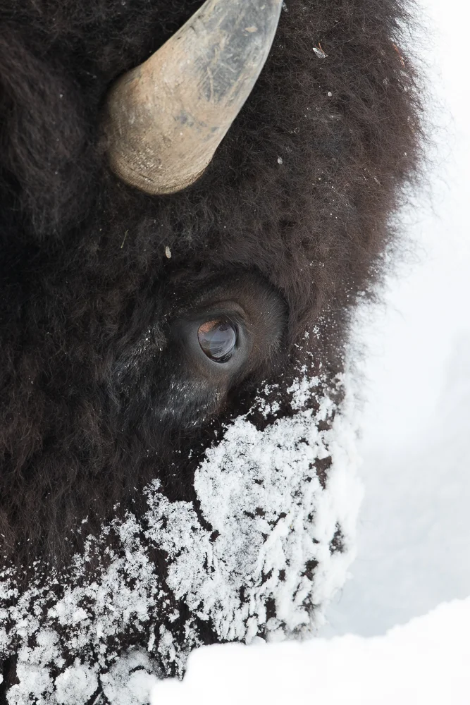 Frosted Bison portrait