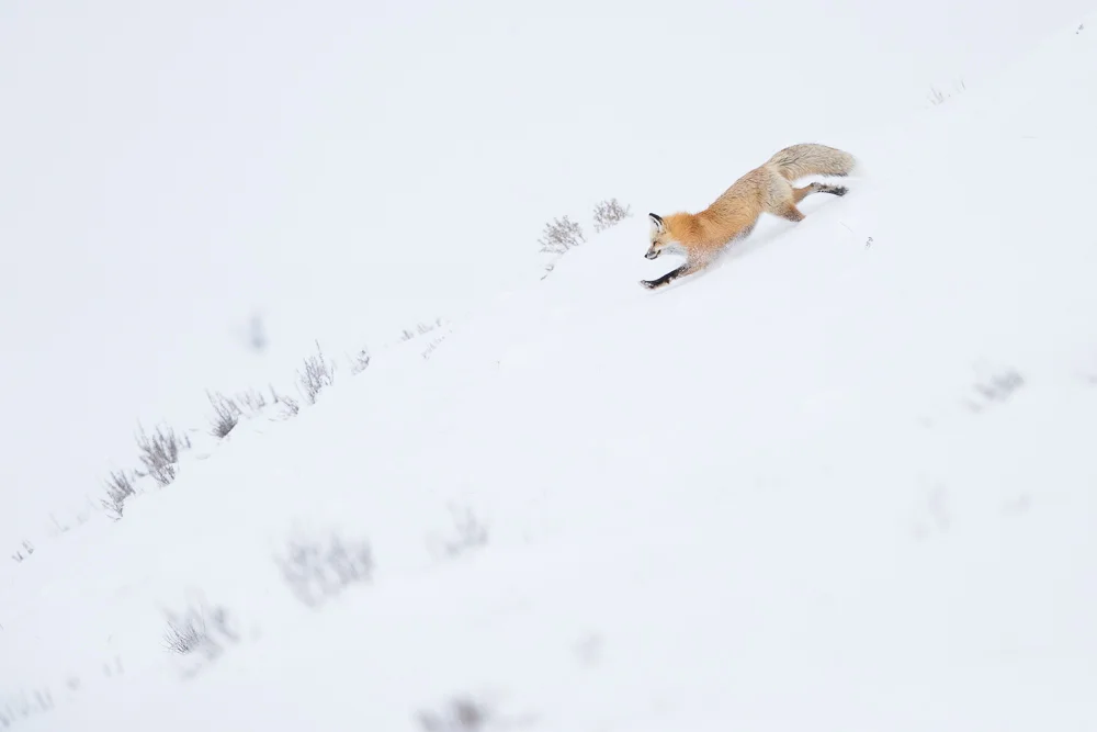 Red fox on the hunt