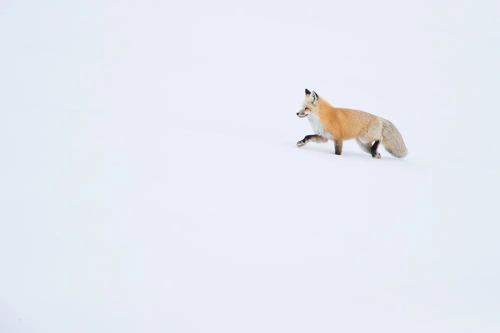 Red fox hunting