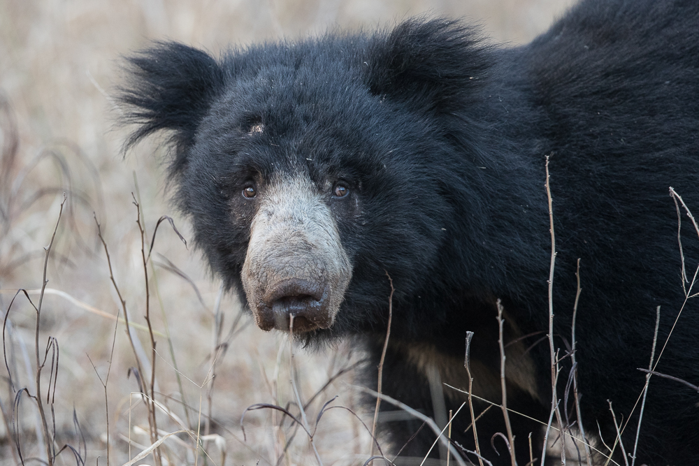 Sloth bear in Ranthambore