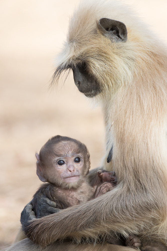 Langur mom and baby