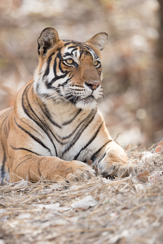 Portrait of Noor