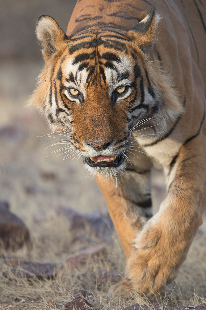 Ranthambore male