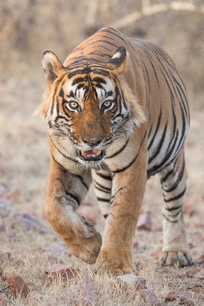 Male tiger on the approach