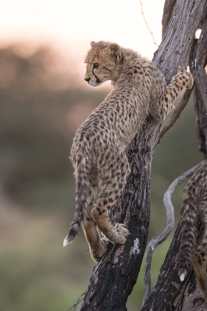 Cheetah cub at sunset