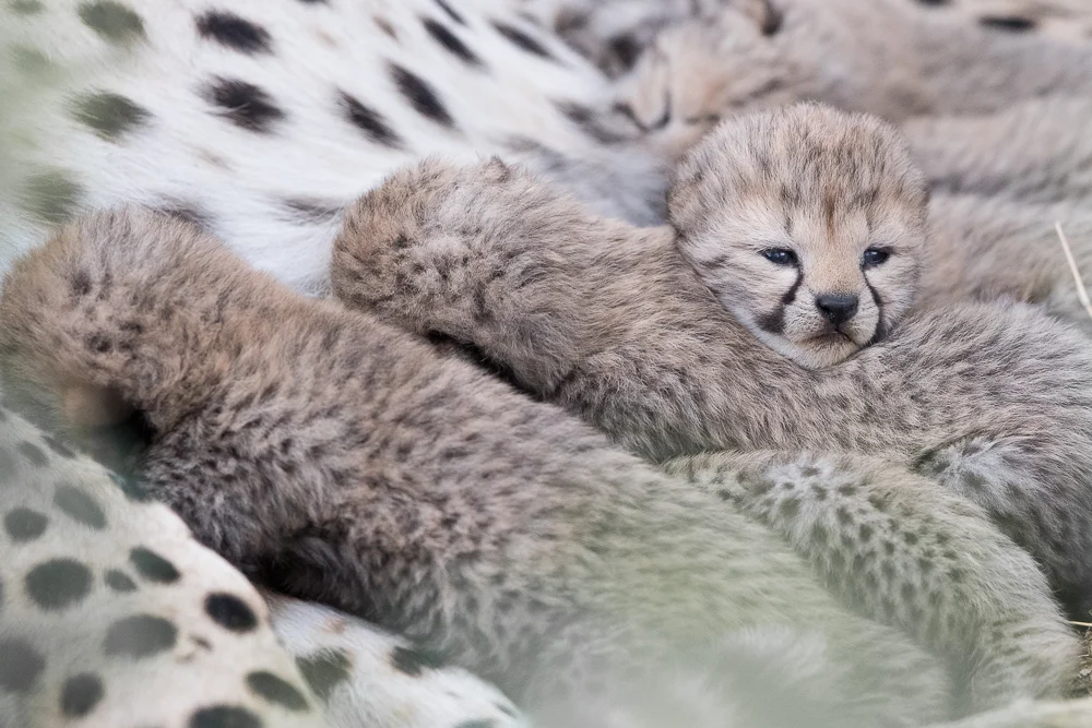 Cheetah cub bundle