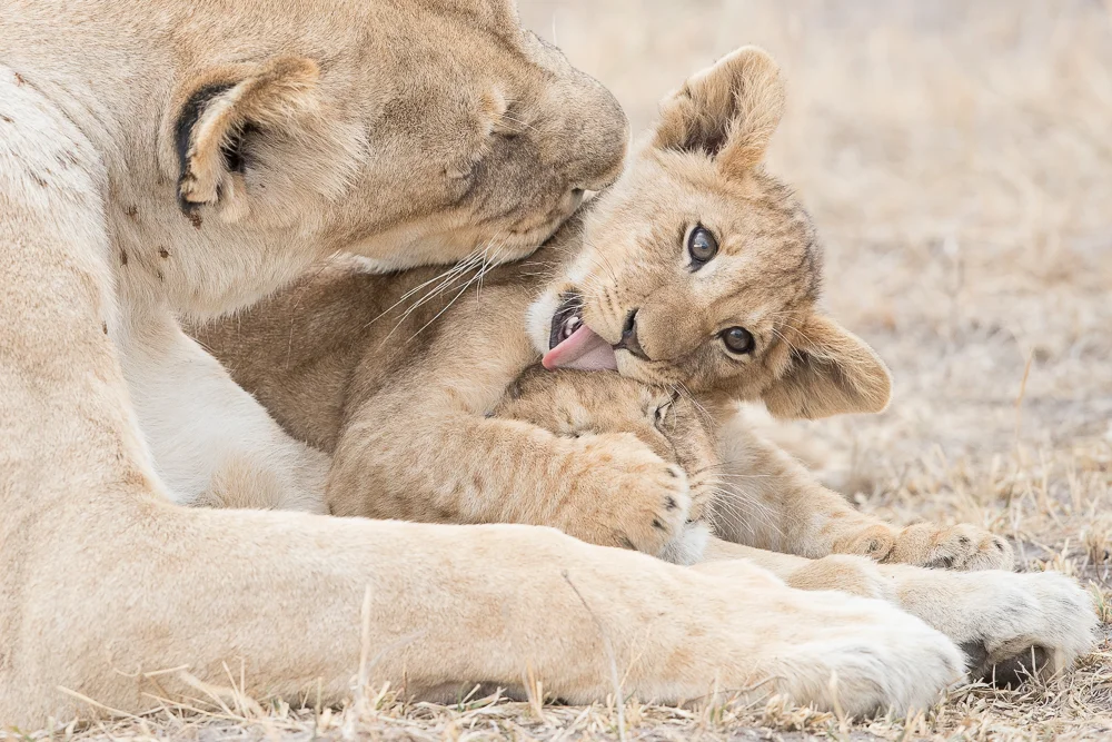 Grooming squeeze