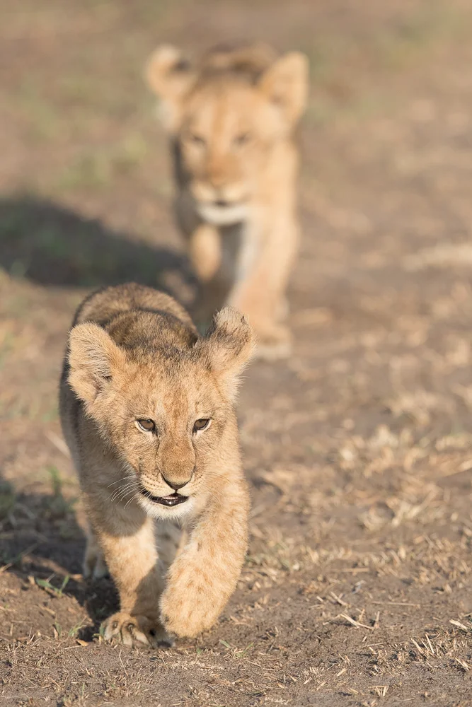 Procession of lion cubs