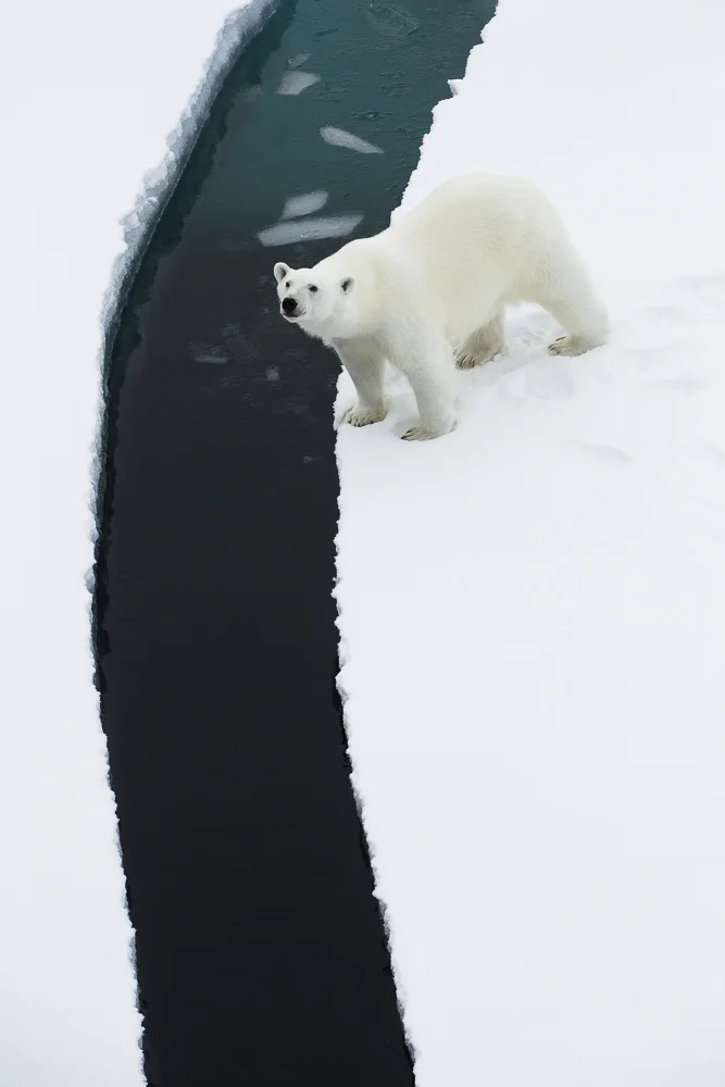 Polar bear and the inky ocean