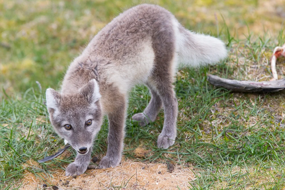 Arctic fox and kill