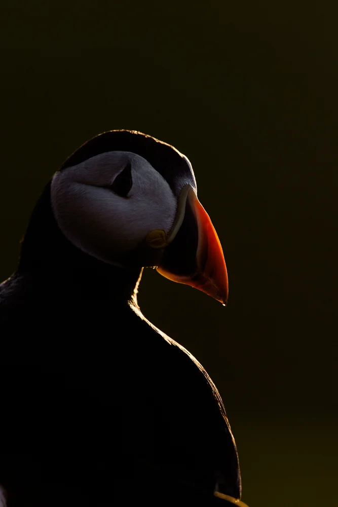 Sidelit puffin