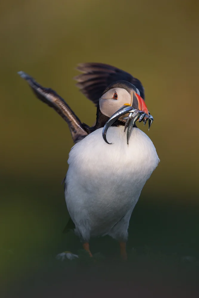 Puffin in green