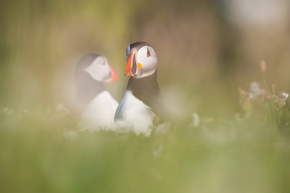 Puffin pair in green