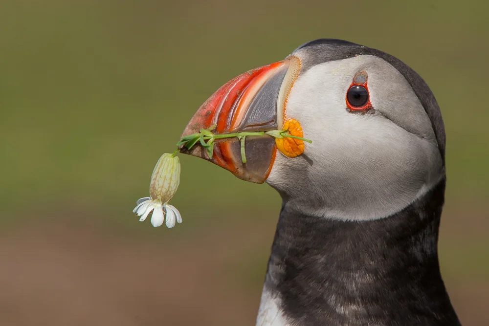 Flower gift