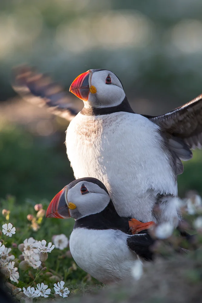 Mating puffins