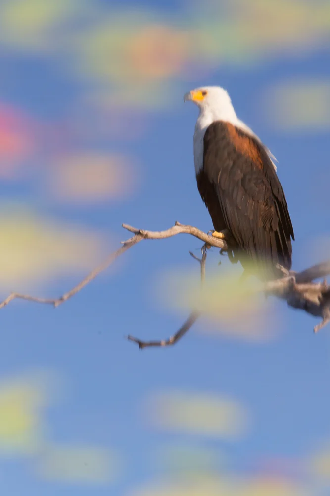 Fisheagle in the lilies