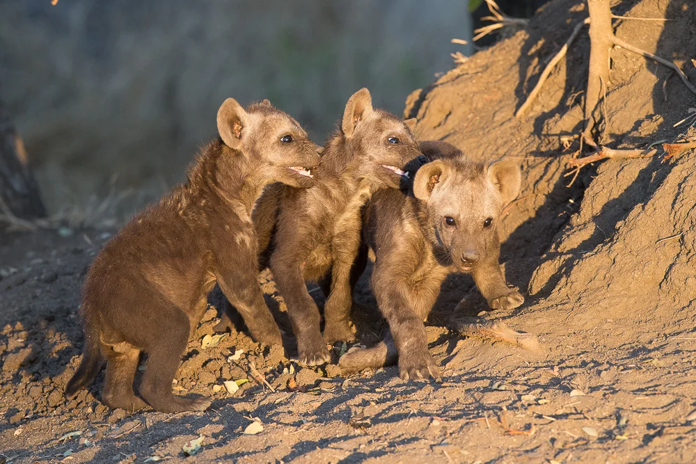 Hyena cubs at play