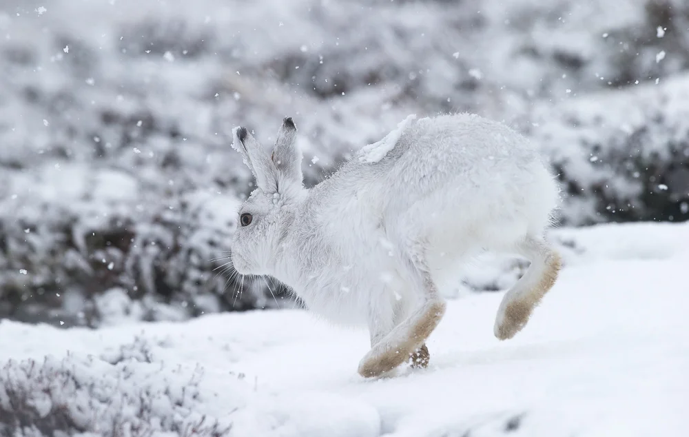 Snowy hare on the move