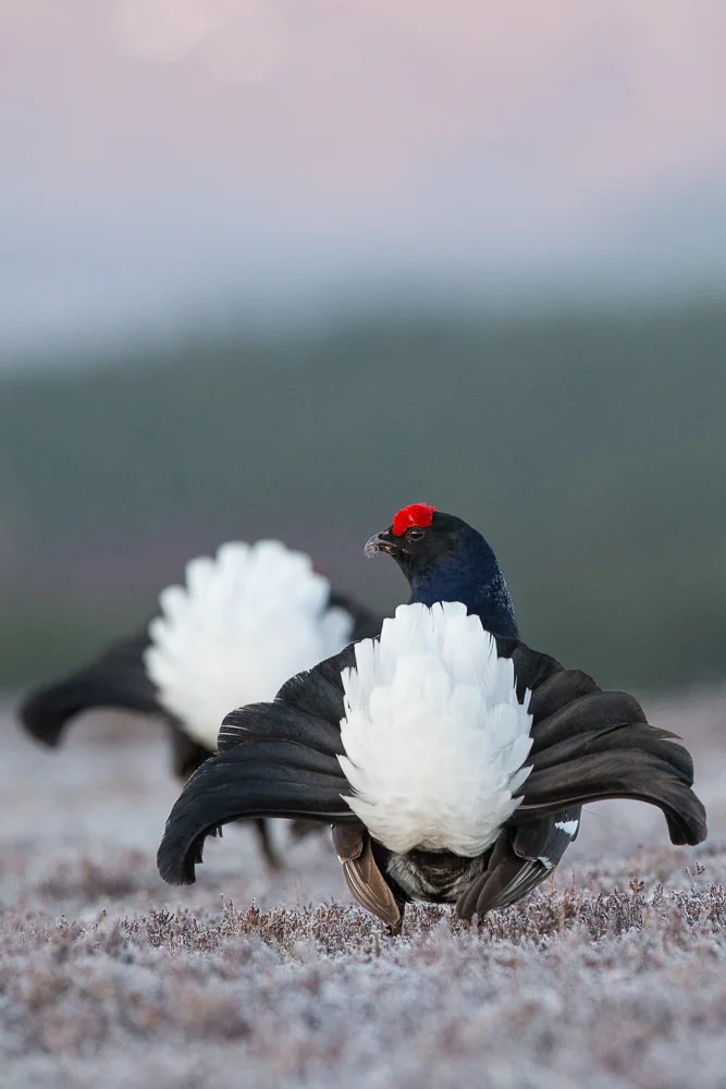 Black grouse on the moors