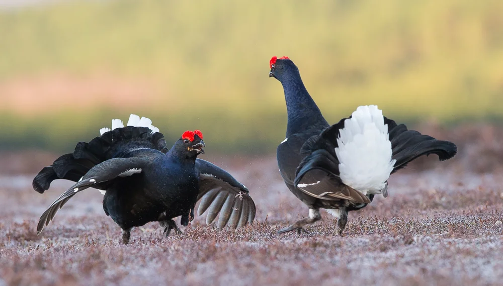 Lekking black grouse