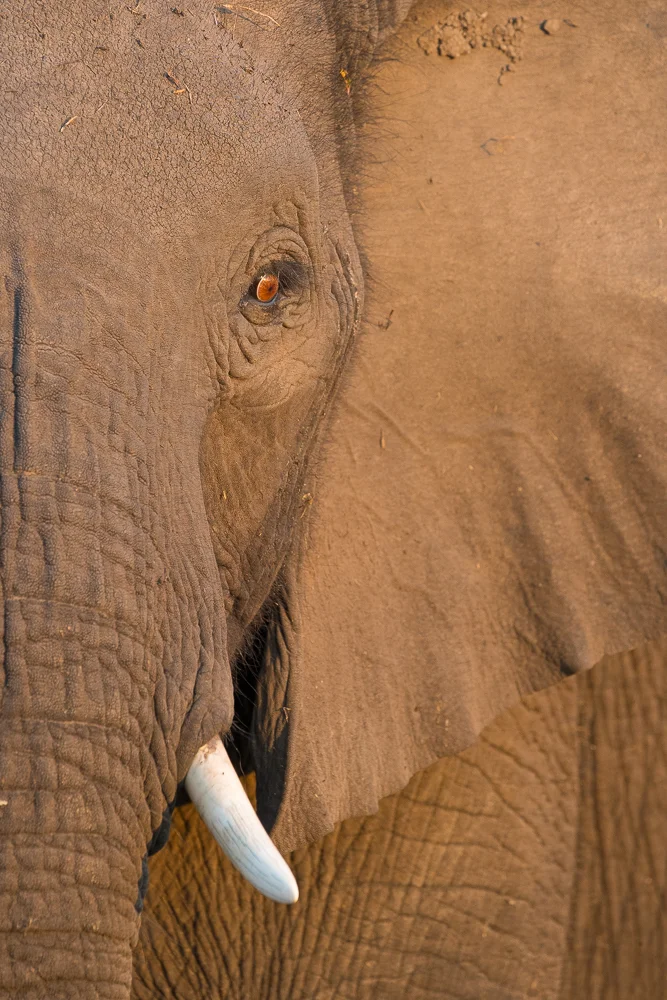 Elephant matriarch