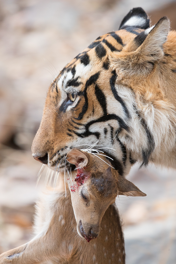 A sad moment for the deer fawn, but a valuable meal for the huntress