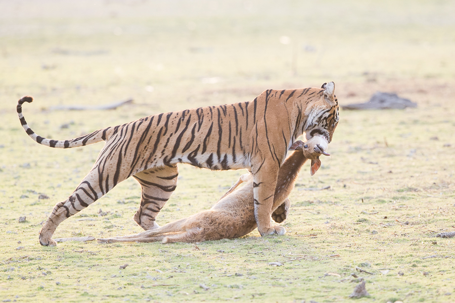 Arrowhead's power stance as she dragged her kill