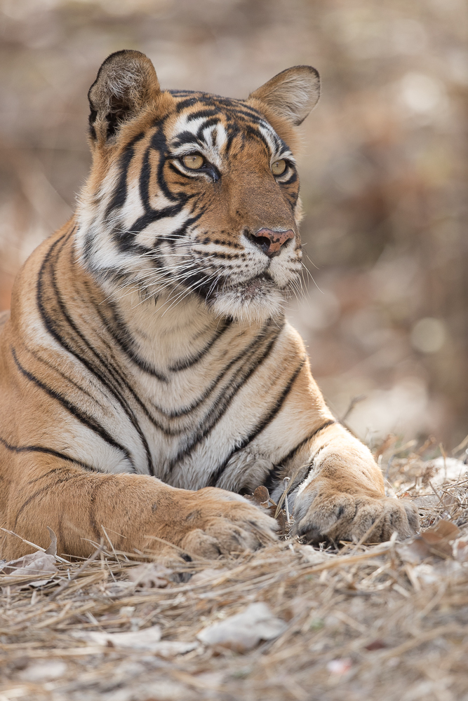 My first ever tiger photograph, in 2017