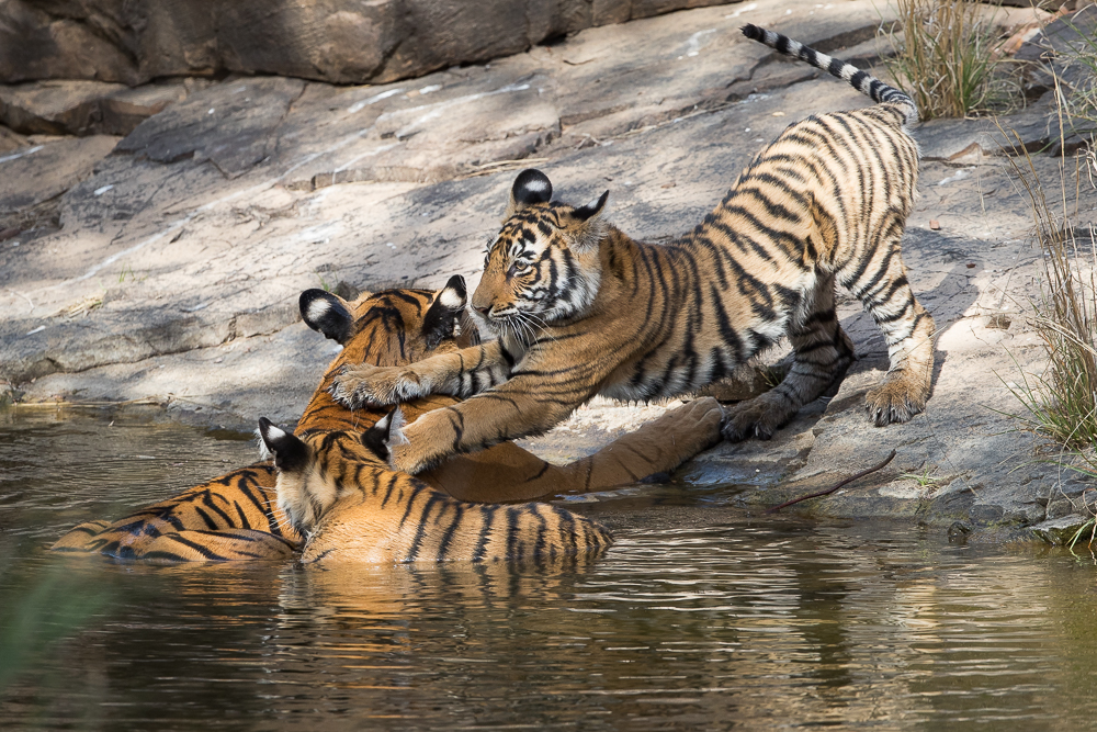 The cub, attempting to avoid wet paws!