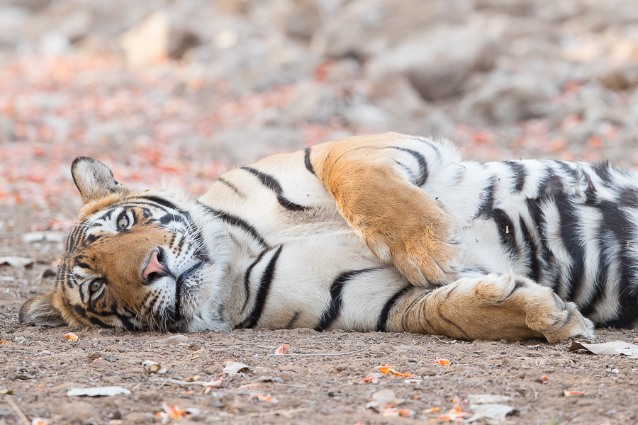 The male cub of Noor, having a snooze