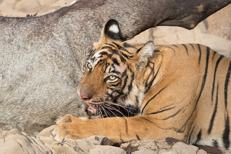 Noor's female cub with blue bull kill