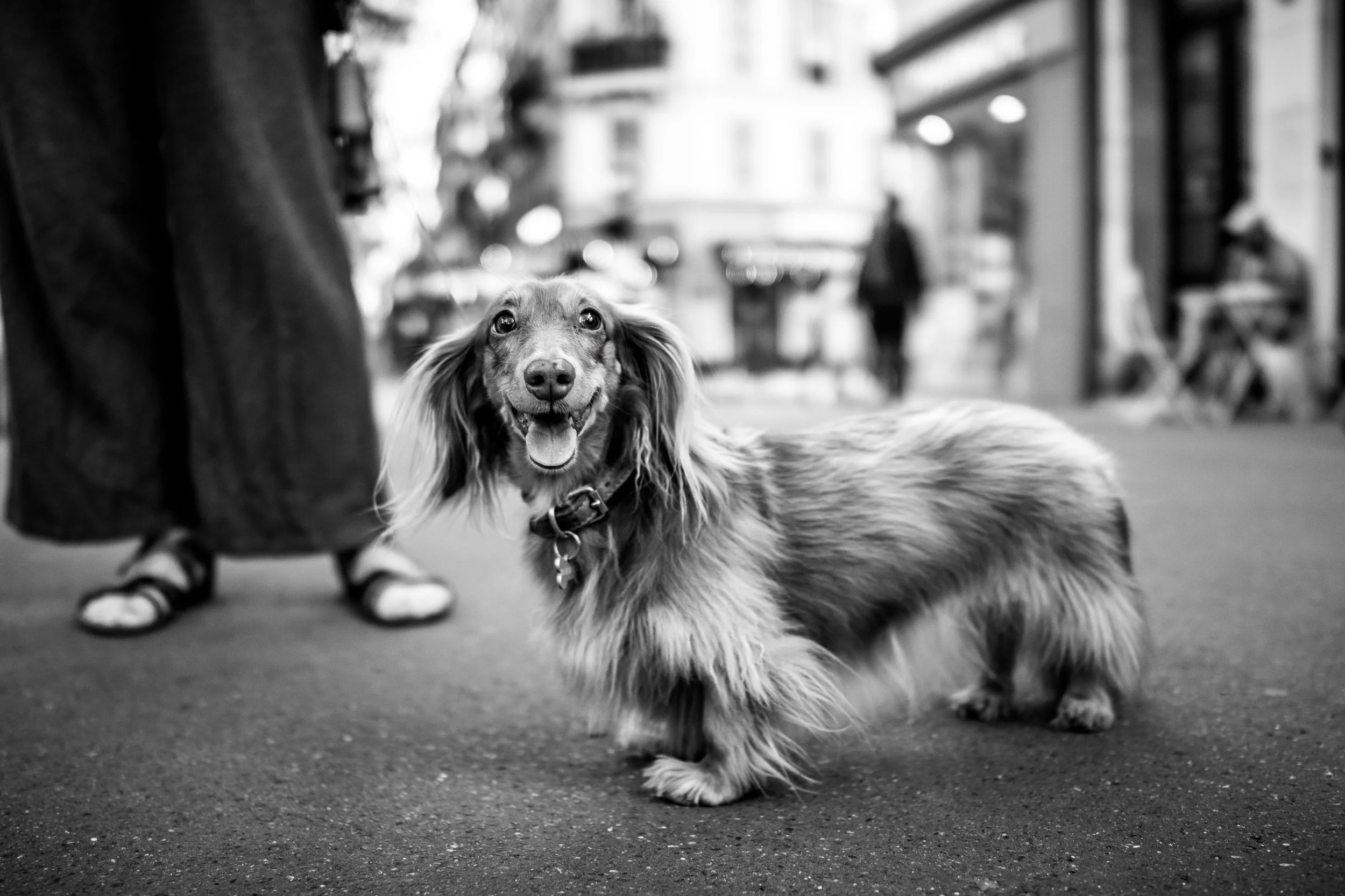 Sony RX1R III Streetphotography Hund