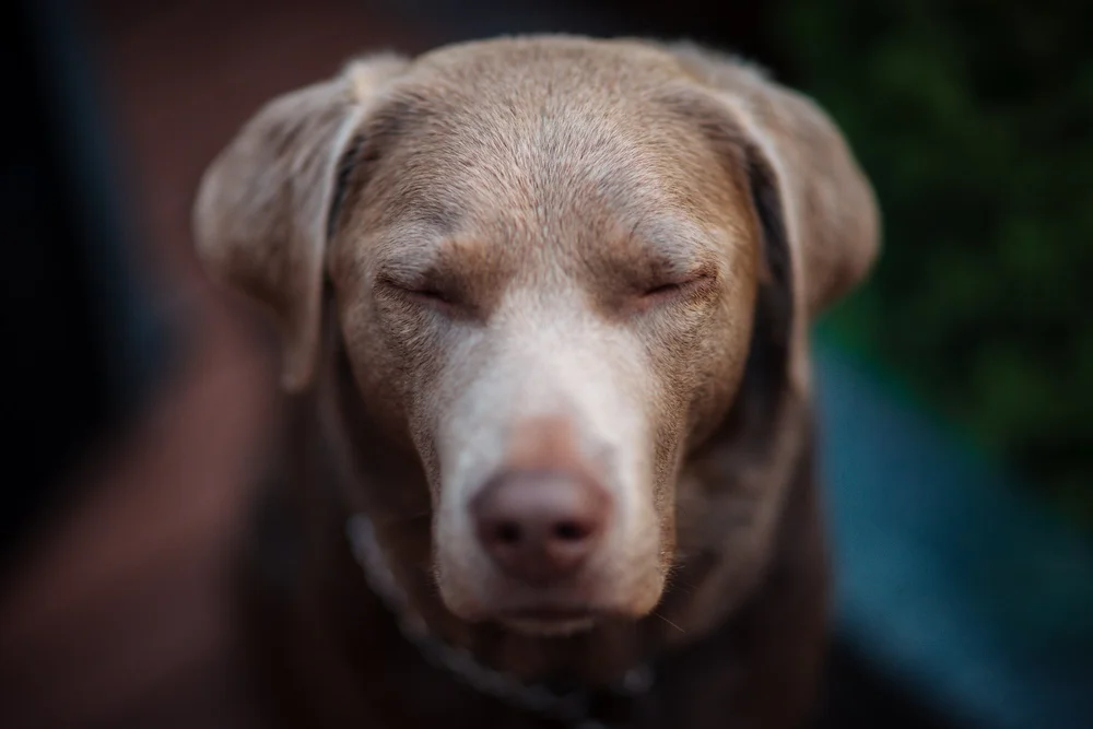 Hundefotografie – authentische Hundeportraits