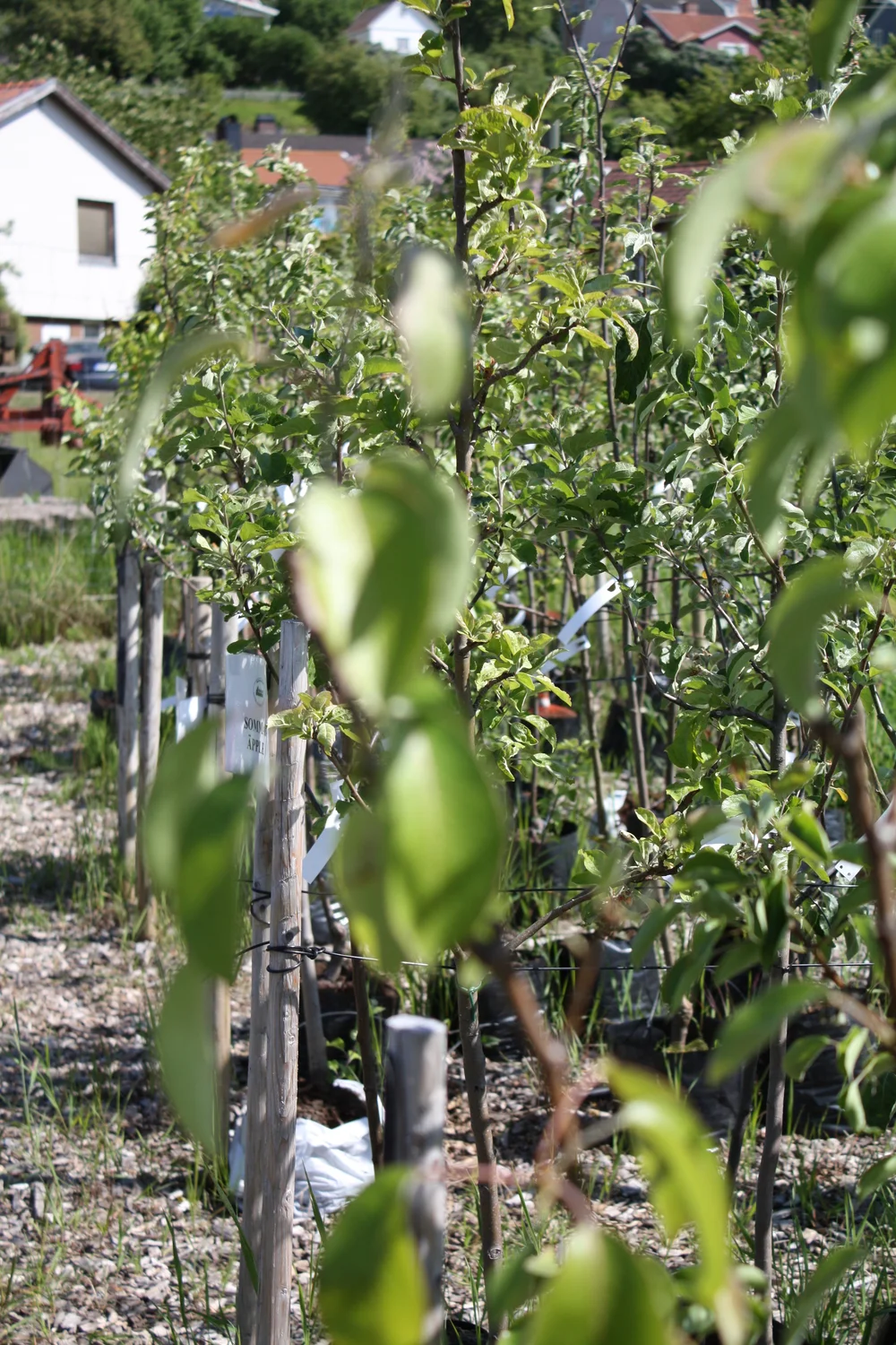 Äppelträd — Ebe Plant