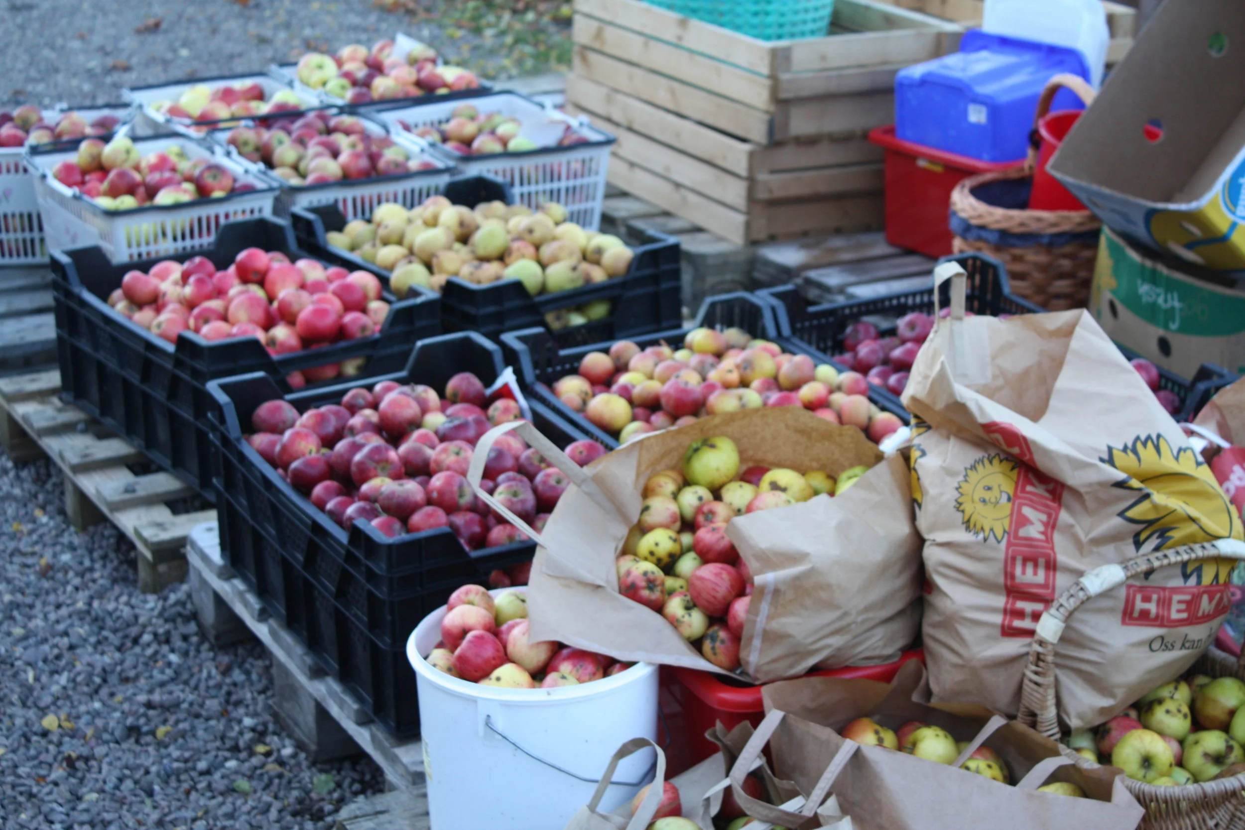 Apples.jpg