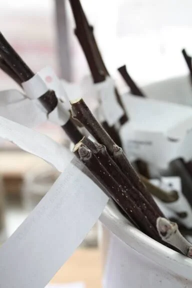 ympkvistar1.jpg (Copy)